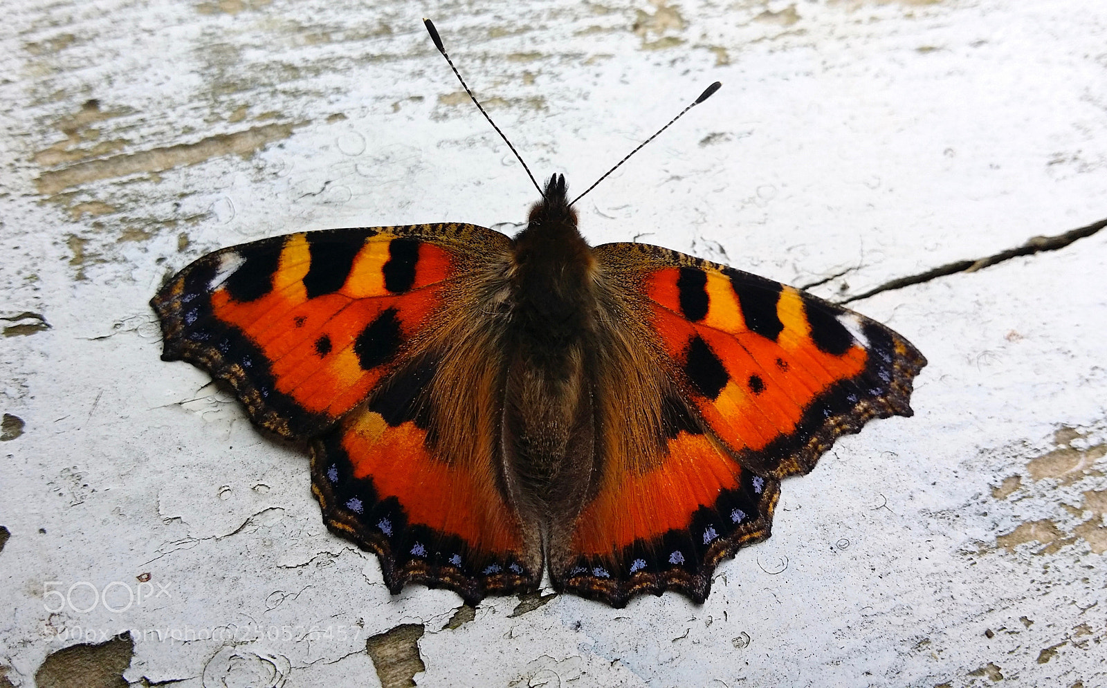 Samsung Galaxy S4 sample photo. Vanessa urticae photography