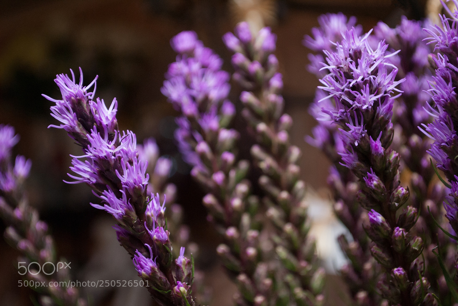 Nikon D3000 sample photo. Violet liatris spicata photography