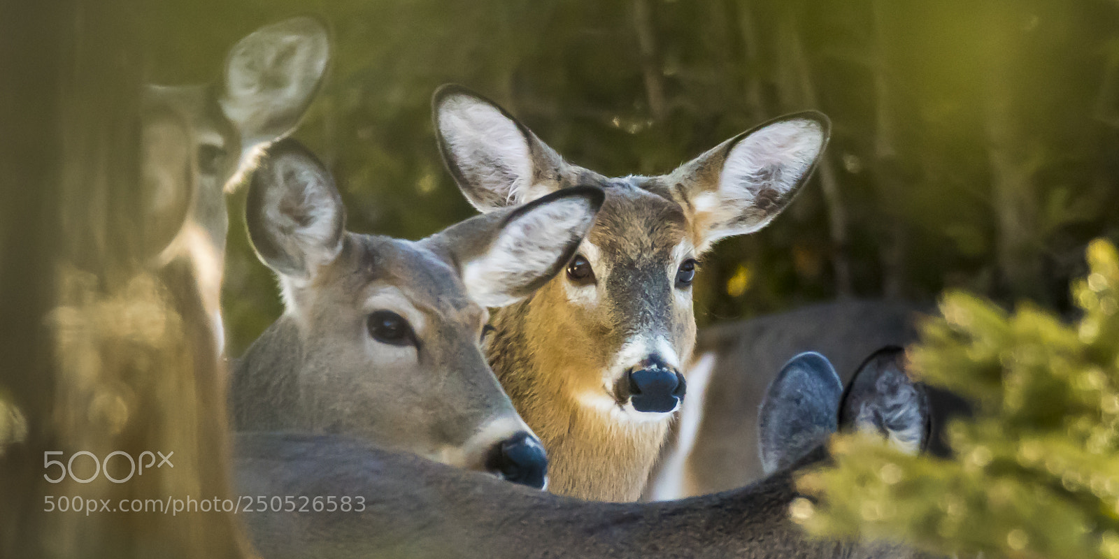 Nikon D810 sample photo. Watchful eyes photography
