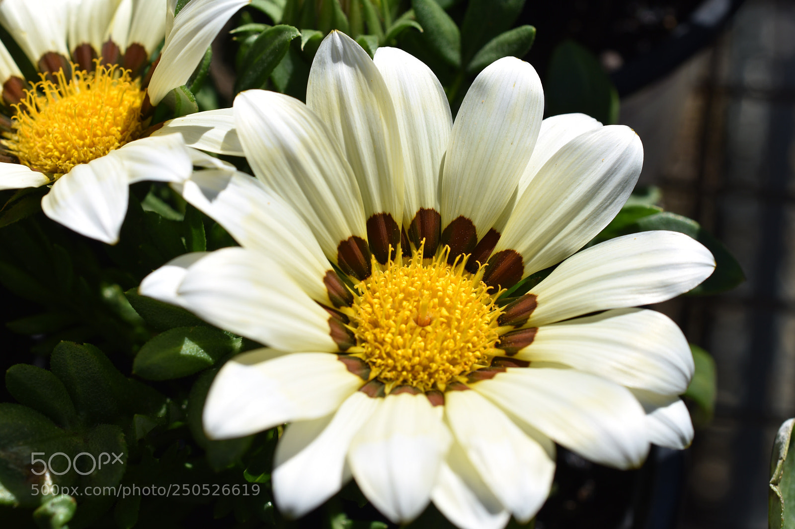 Nikon D3400 sample photo. Dishing it up photography