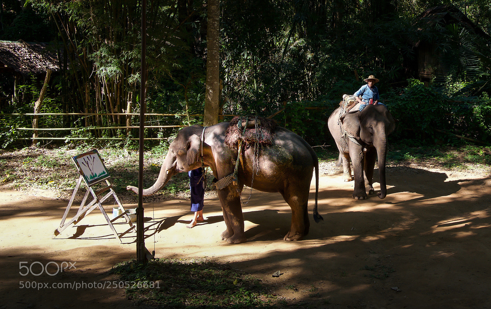 Leica Q (Typ 116) sample photo. Elephants' circus / ii. photography