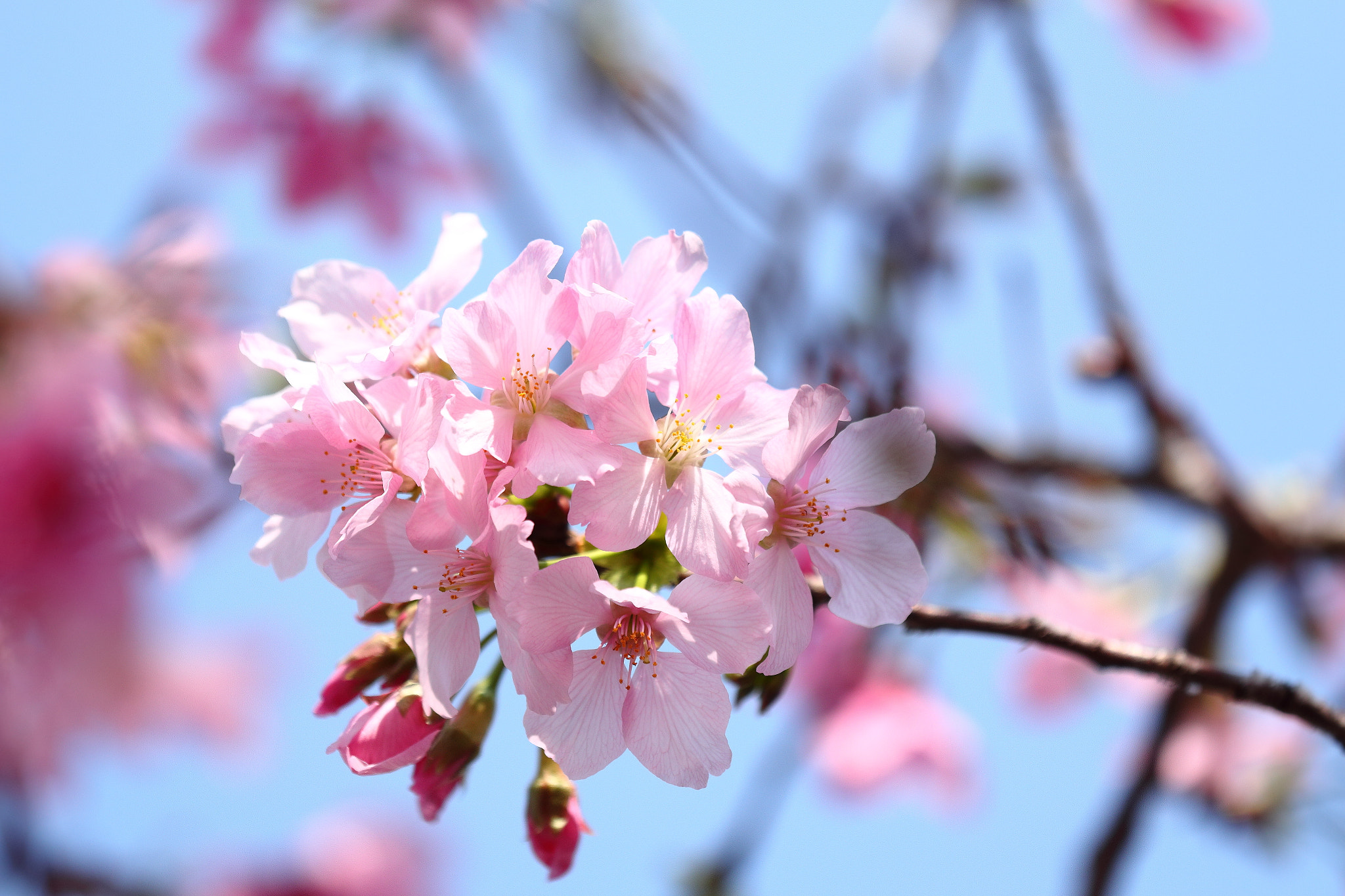 Canon EOS 70D + Canon EF 70-200mm F4L IS USM sample photo. Img_4012m ひかりを浴びて photography