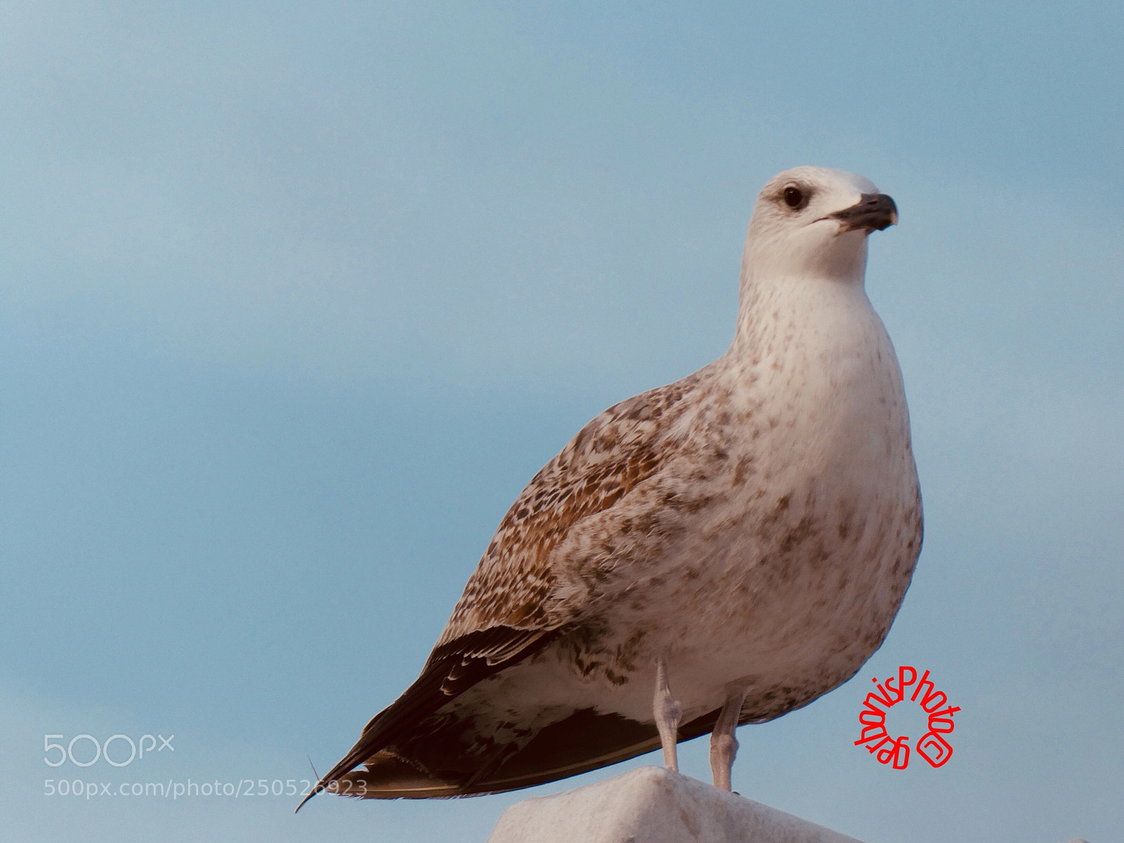 Panasonic Lumix DC-ZS70 (Lumix DC-TZ90) sample photo. Seagull portrait photography