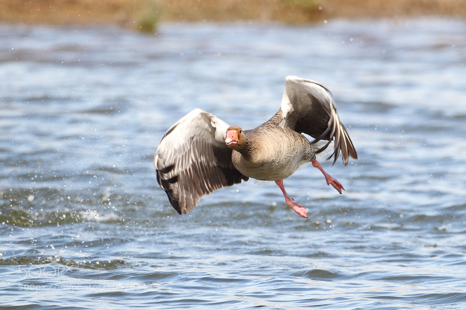 Canon EOS-1D Mark IV sample photo. 119.jpg photography