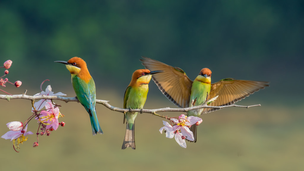 Two chestnut headed Bee-Eater on wood stick by Kann Buakerd on 500px.com