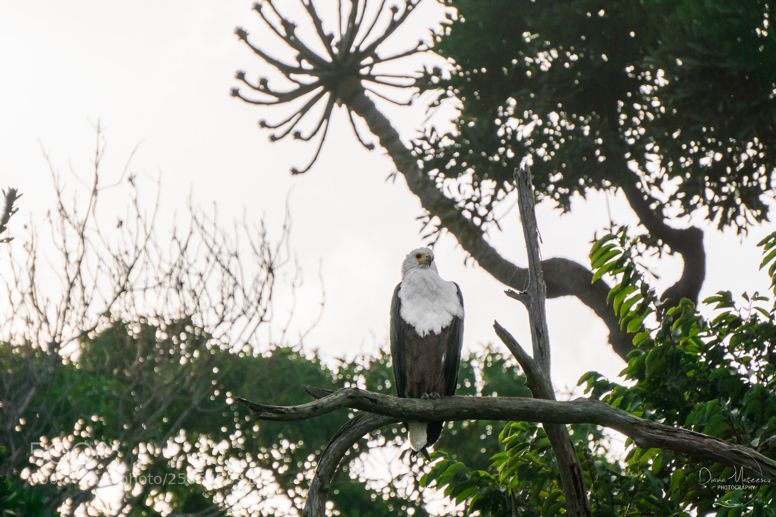 Sony a6000 sample photo. Eagle ii photography