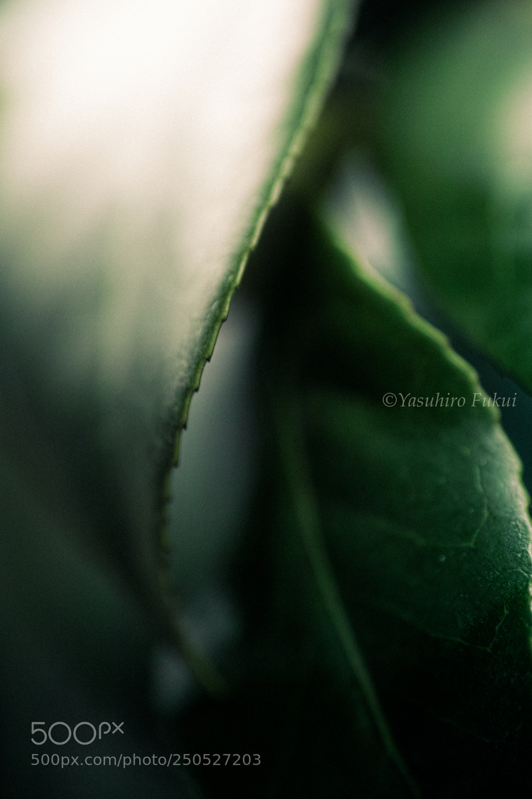 Sigma DP3 Merrill sample photo. Leaves of camellia photography