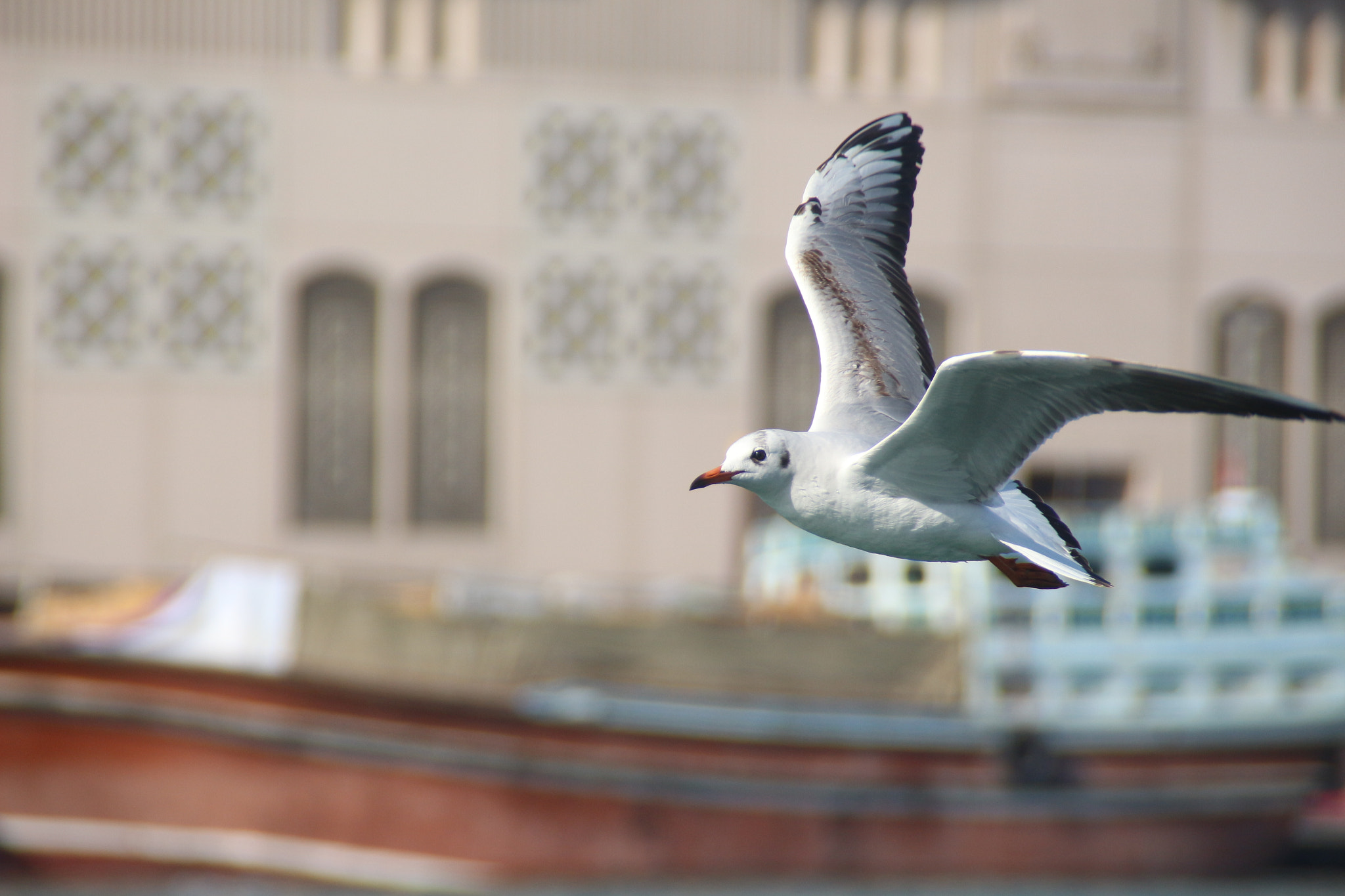Canon EOS 700D (EOS Rebel T5i / EOS Kiss X7i) sample photo. Freedom photography