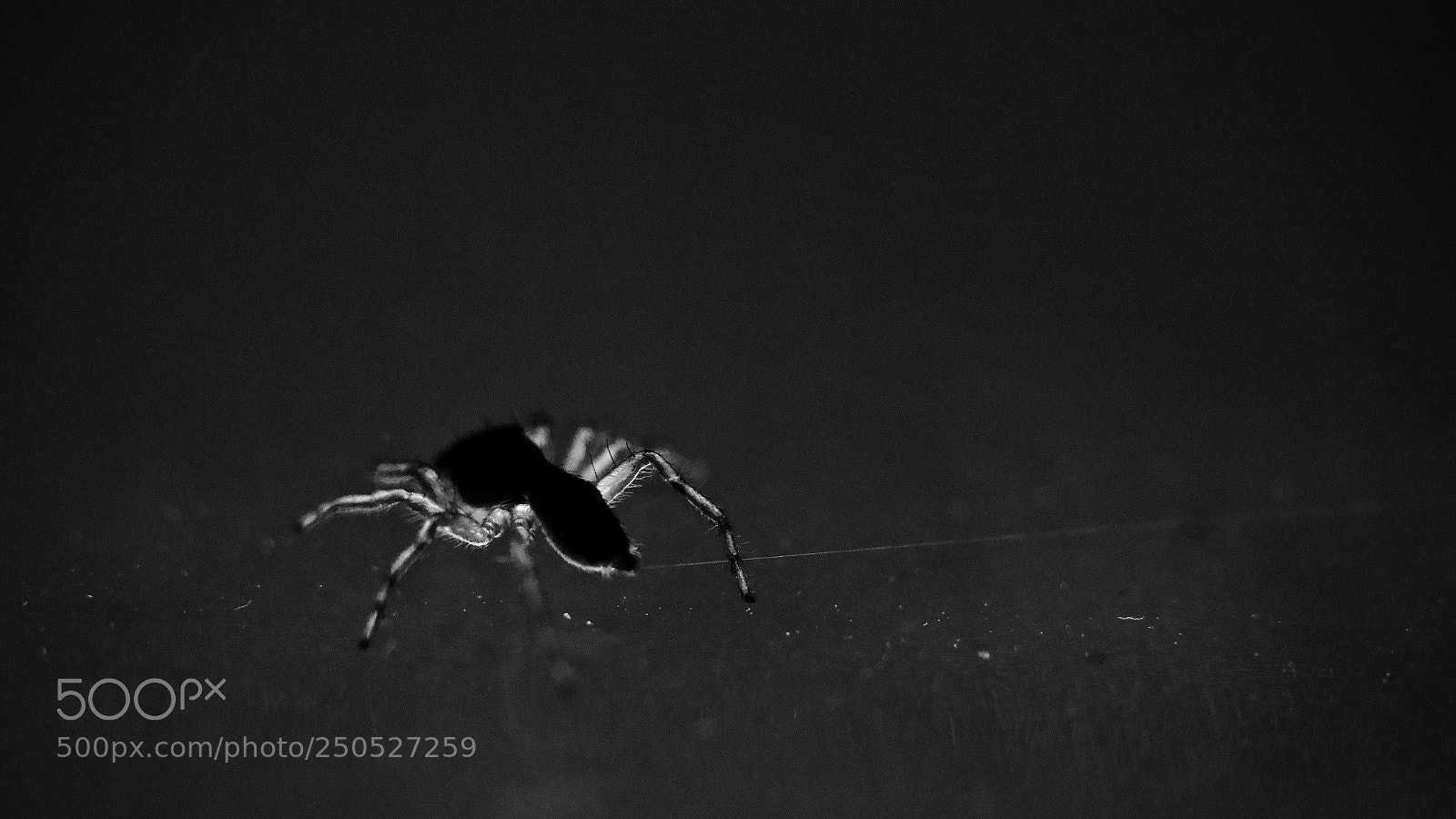 Nikon D3300 sample photo. Spiderwebbing photography