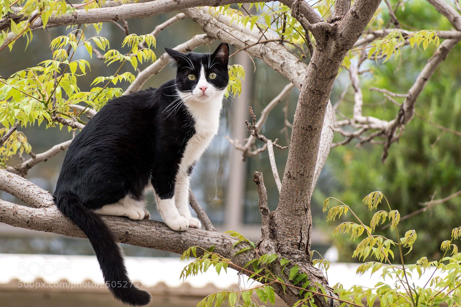 Nikon D5600 sample photo. Tuxedo cat photography