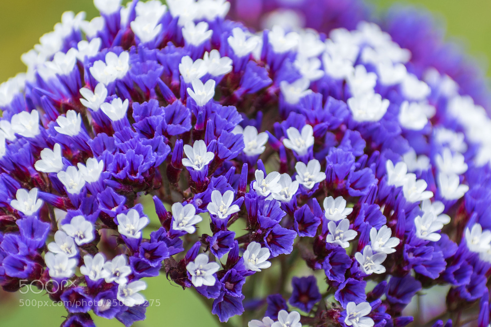 Nikon D5600 sample photo. Closeup photography