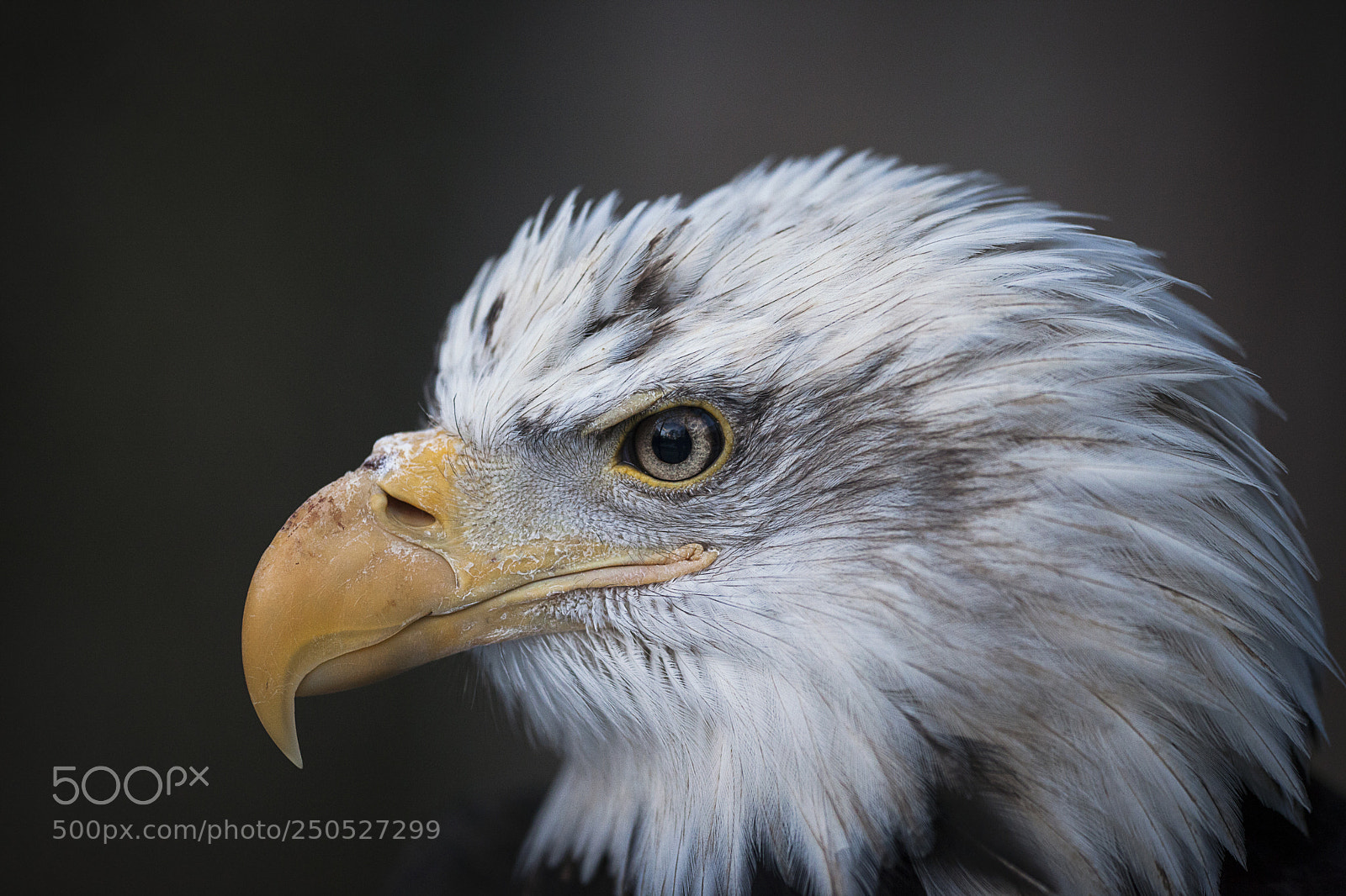 Canon EOS 5D Mark II sample photo. Bald eagle. photography