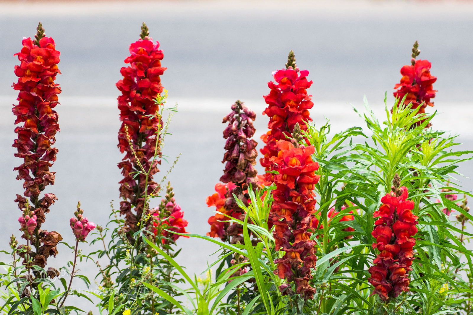 Nikon D5600 sample photo. Roadside photography