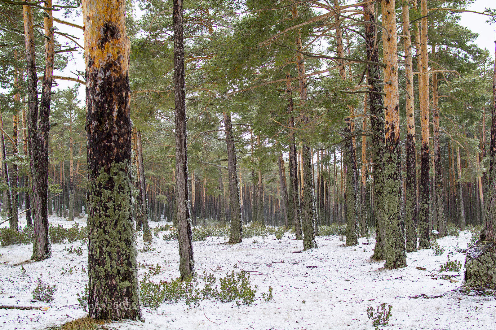 Nikon D5200 sample photo. Cold photography