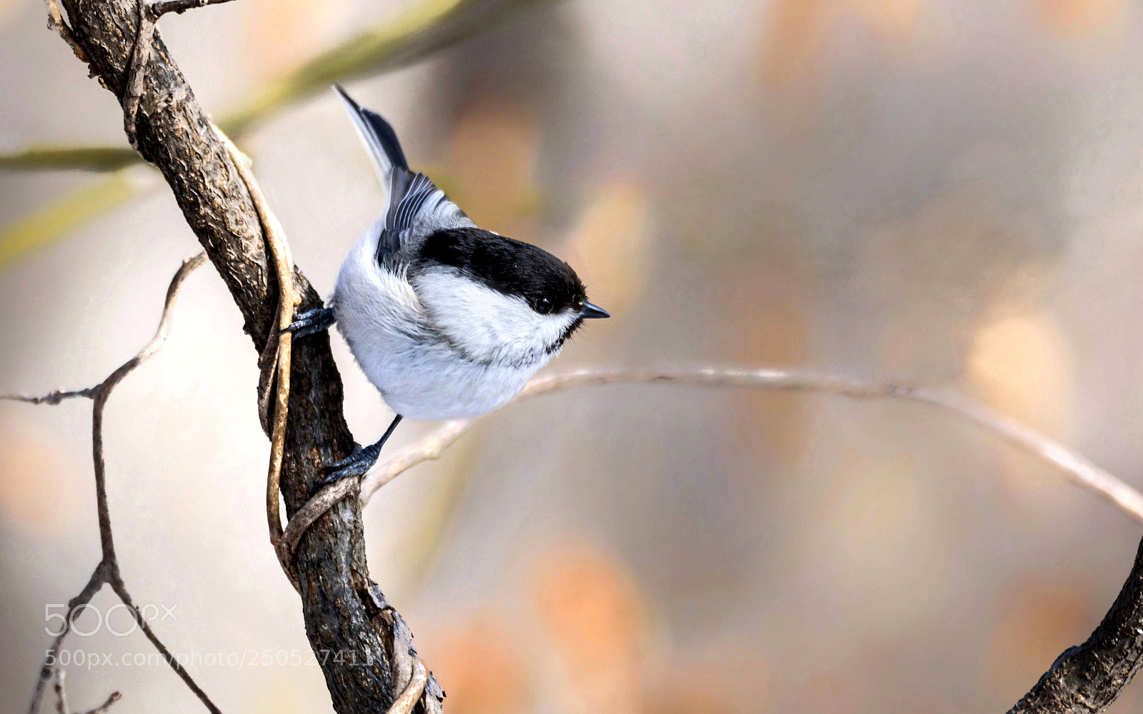 Nikon D500 sample photo. Poecile montanus photography