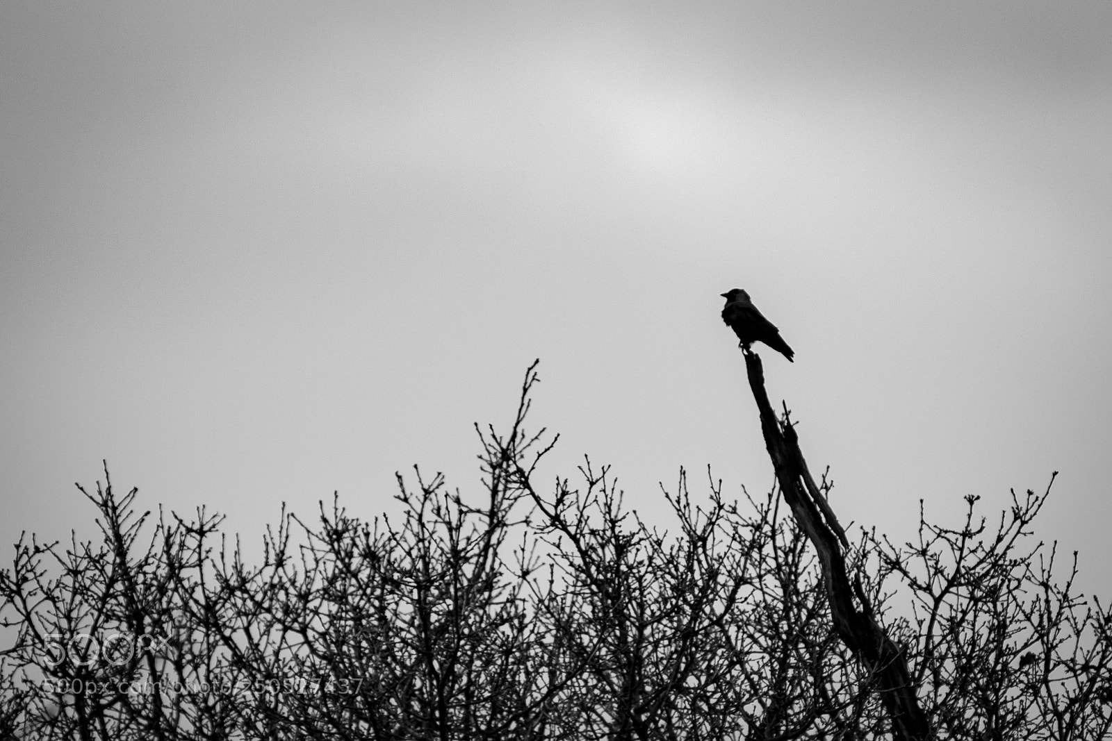 Nikon D800 sample photo. Silhouette photography
