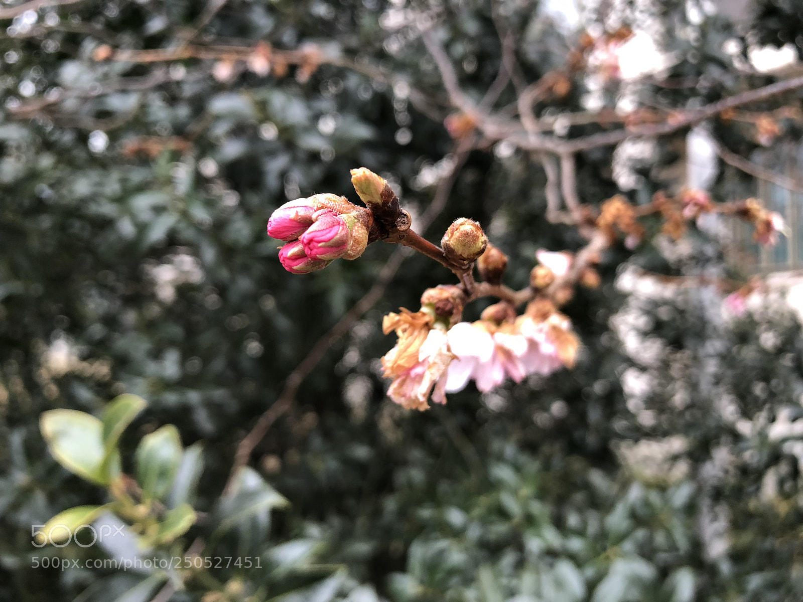 Apple iPhone 8 Plus sample photo. Untitled photography