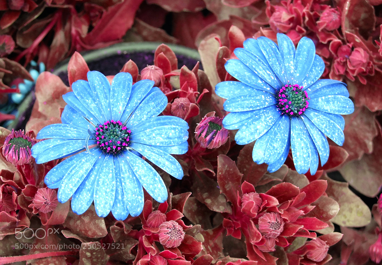 Fujifilm X20 sample photo. Colored flowers photography