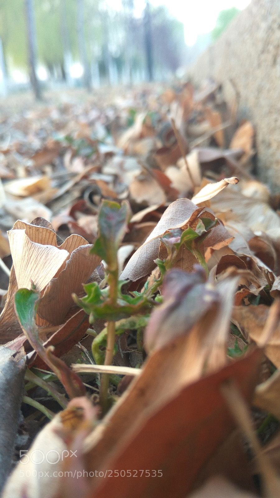 Xiaomi Redmi Note3 sample photo. Untitled photography