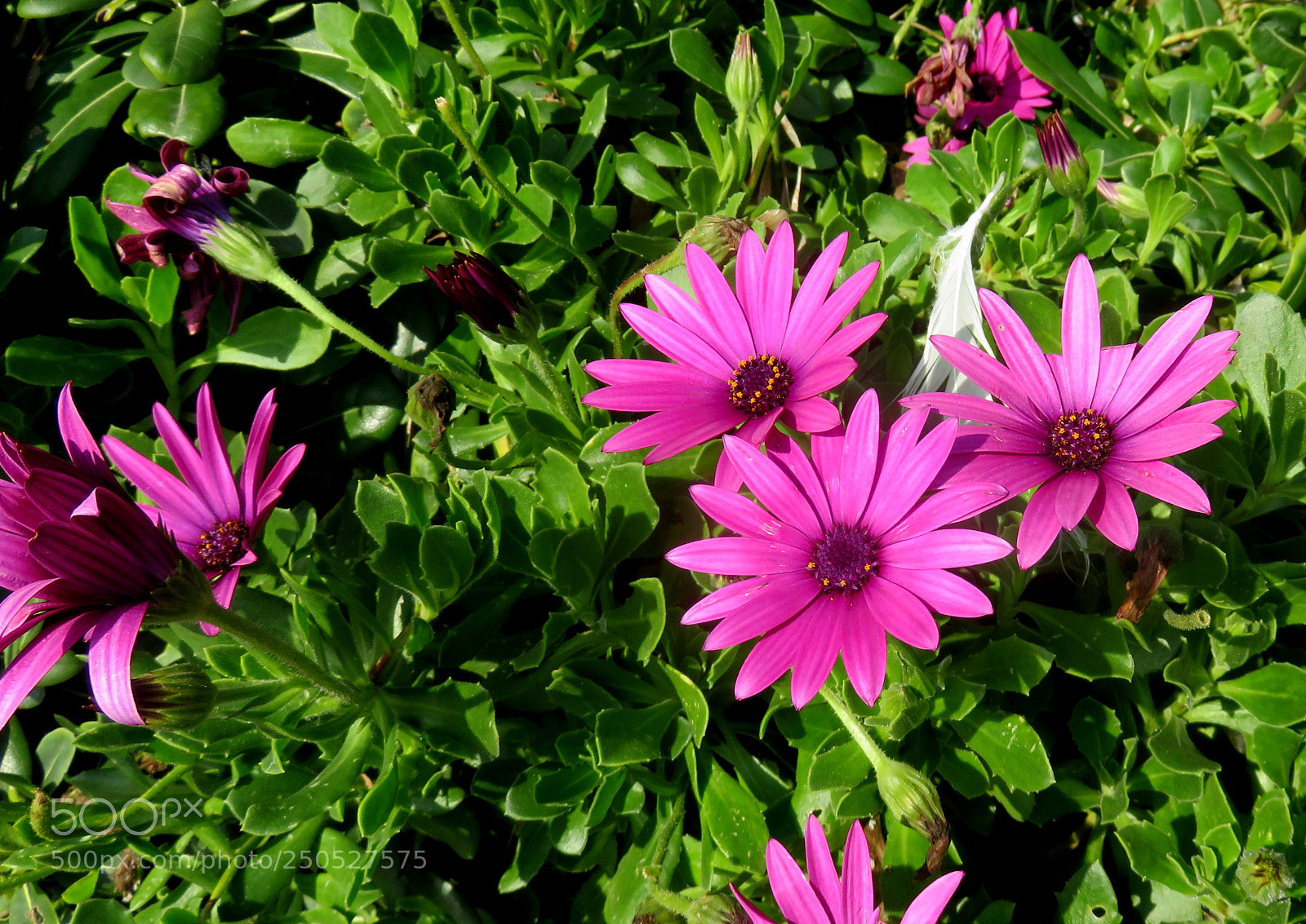 Canon PowerShot SX710 HS sample photo. Img photography
