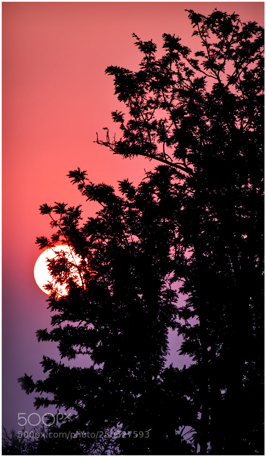 Nikon D7200 sample photo. Silhouette of a silver photography