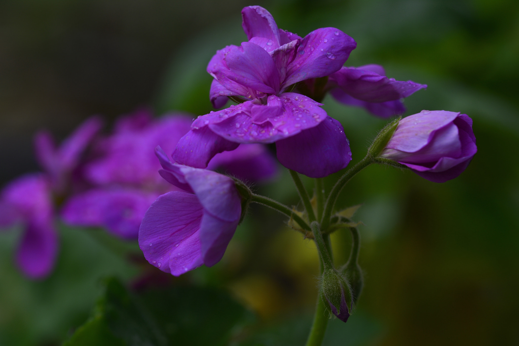Nikon D7100 sample photo. Sardunya photography