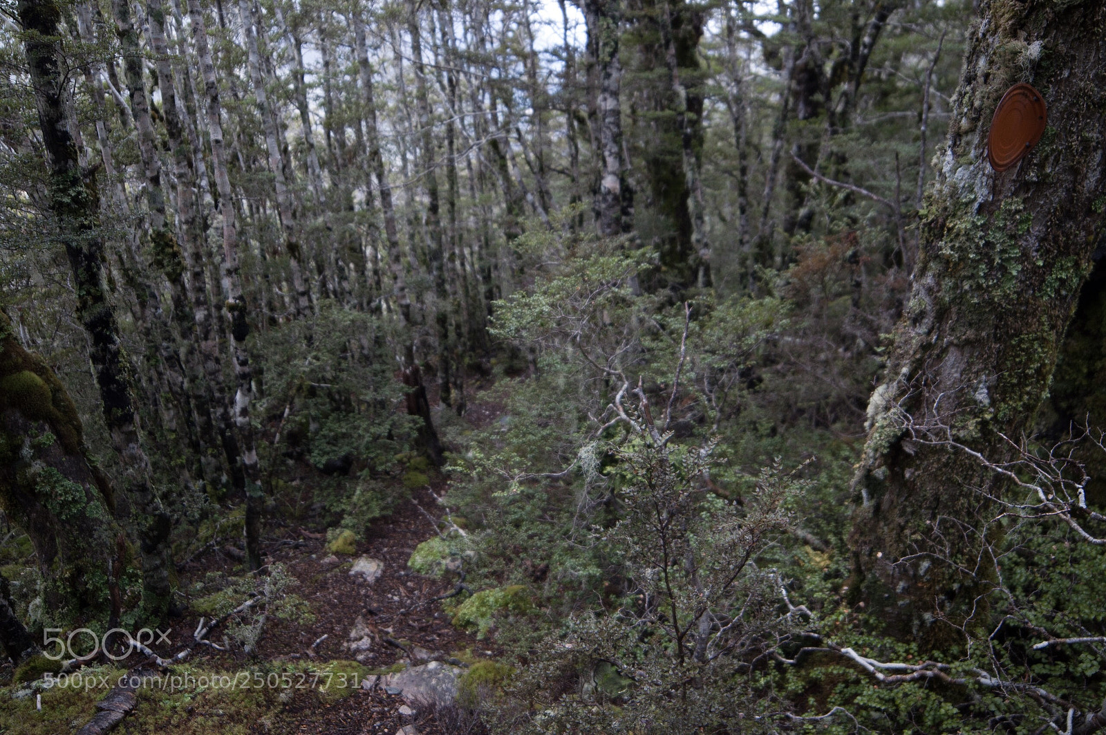 Nikon D90 sample photo. Beech forest, mt xenicus photography