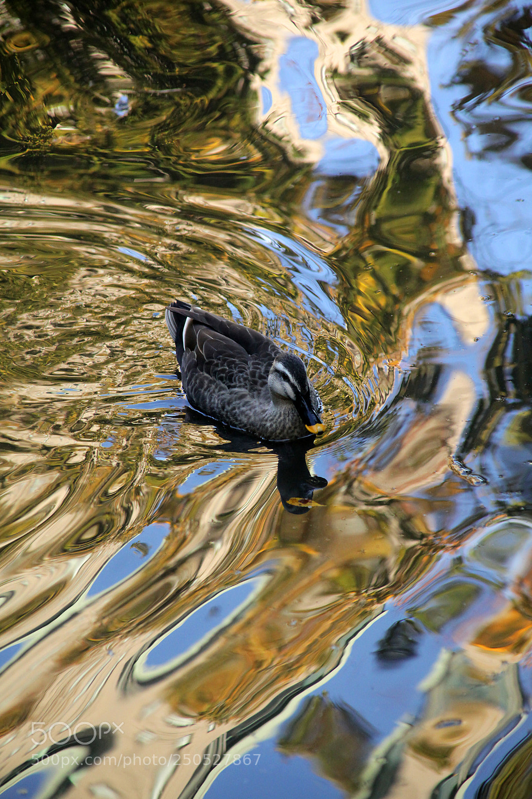 Canon EOS 5D Mark II sample photo. もやもや　between something inarticulate. photography