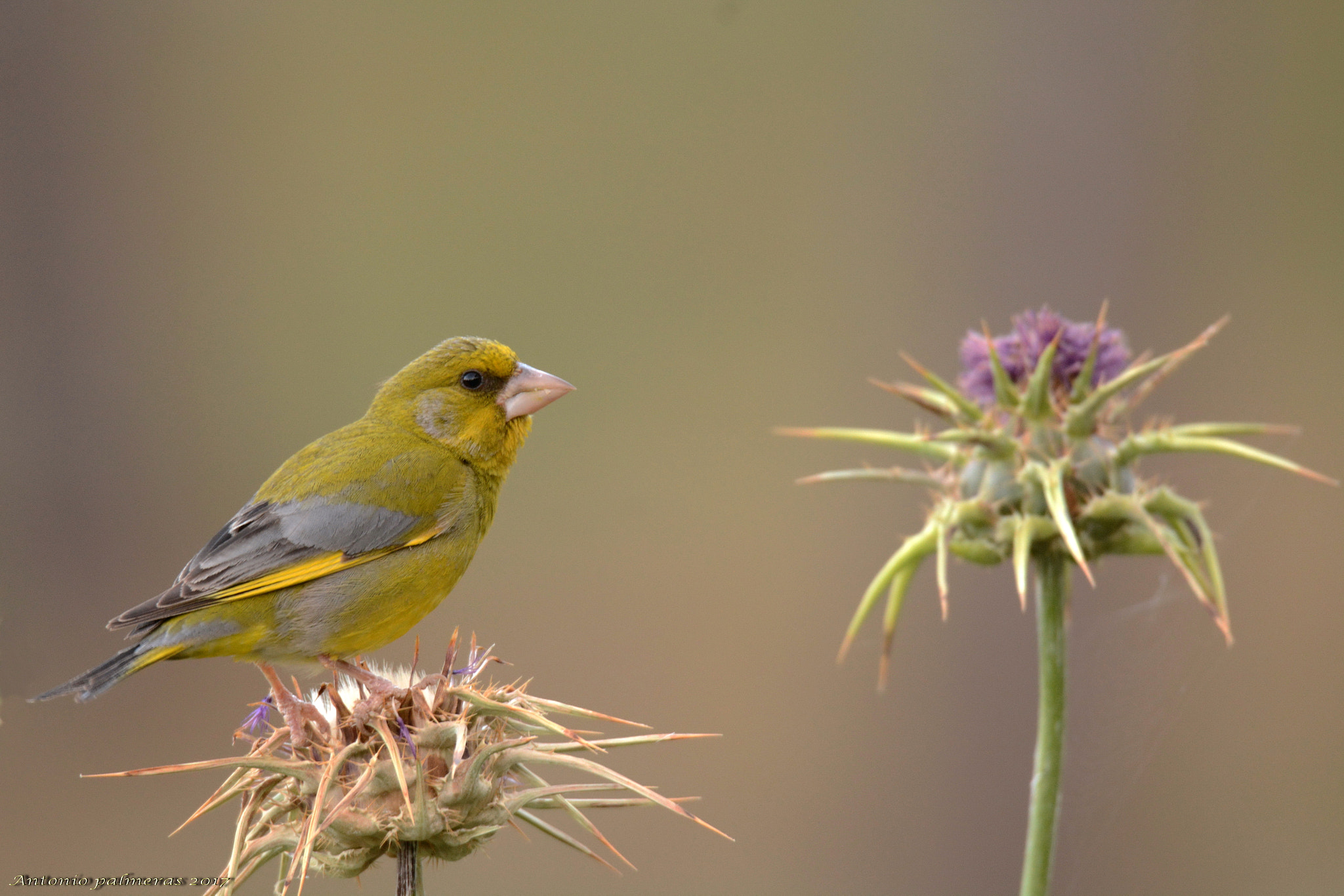 Nikon D7100 + Sigma 150-600mm F5-6.3 DG OS HSM | S sample photo. Verderón común photography