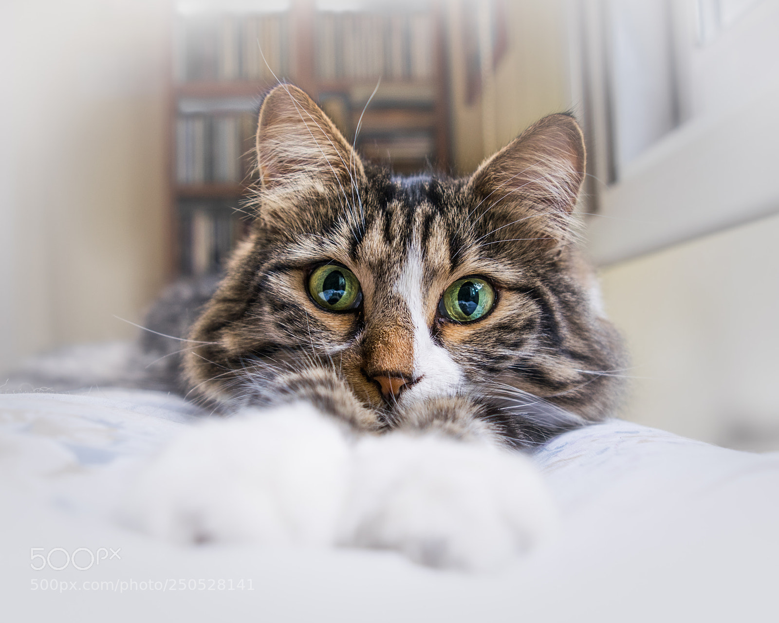 Nikon D5300 sample photo. Fifi staring!! photography