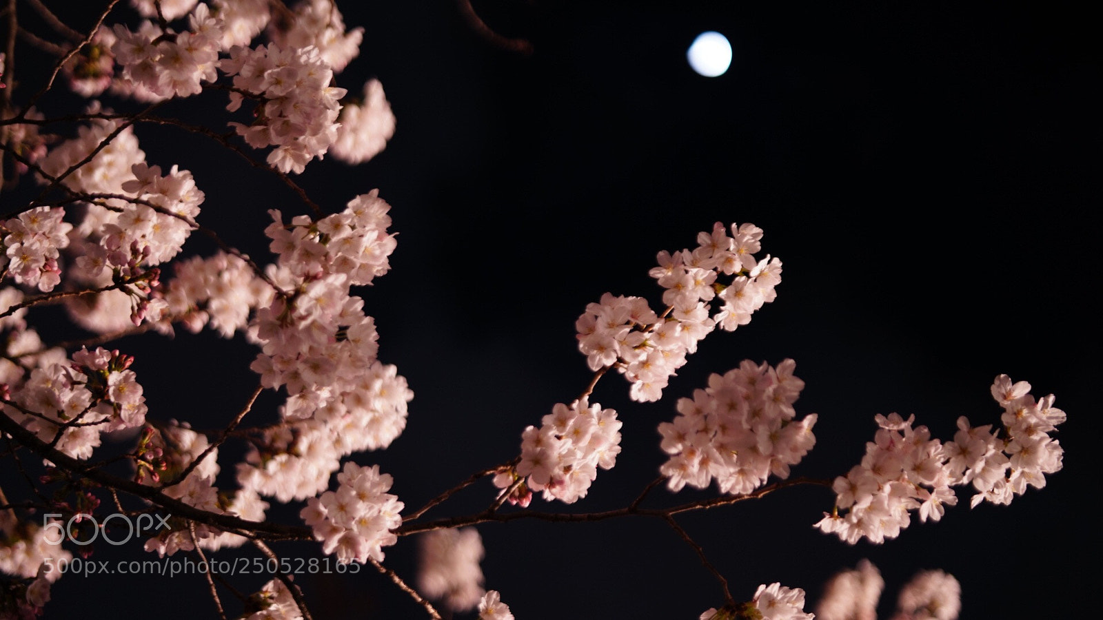 Sony a7R III sample photo. Untitled photography