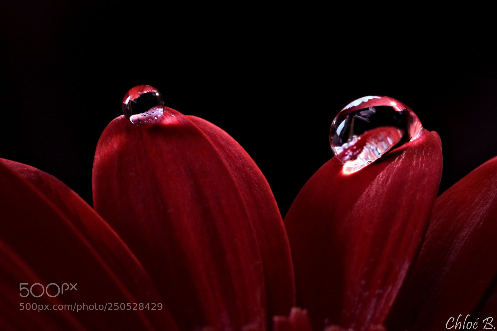 Canon EOS 70D sample photo. Red velvet photography