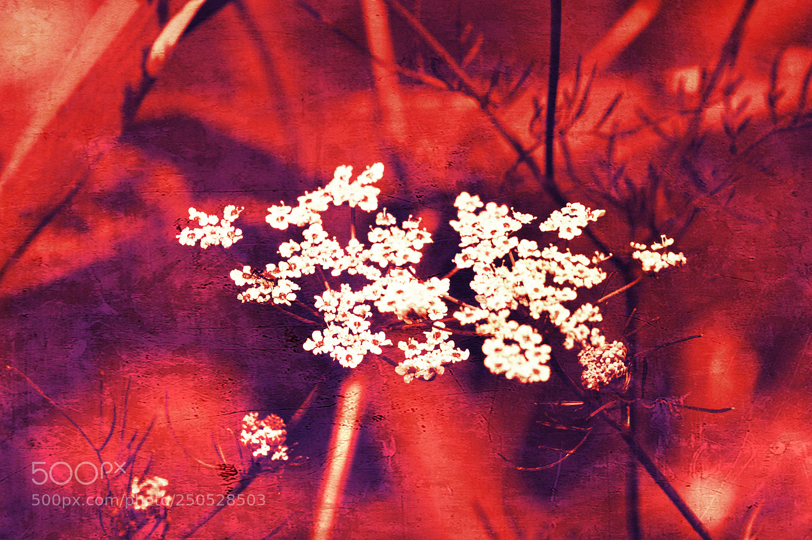 Nikon D5000 sample photo. Plant photography