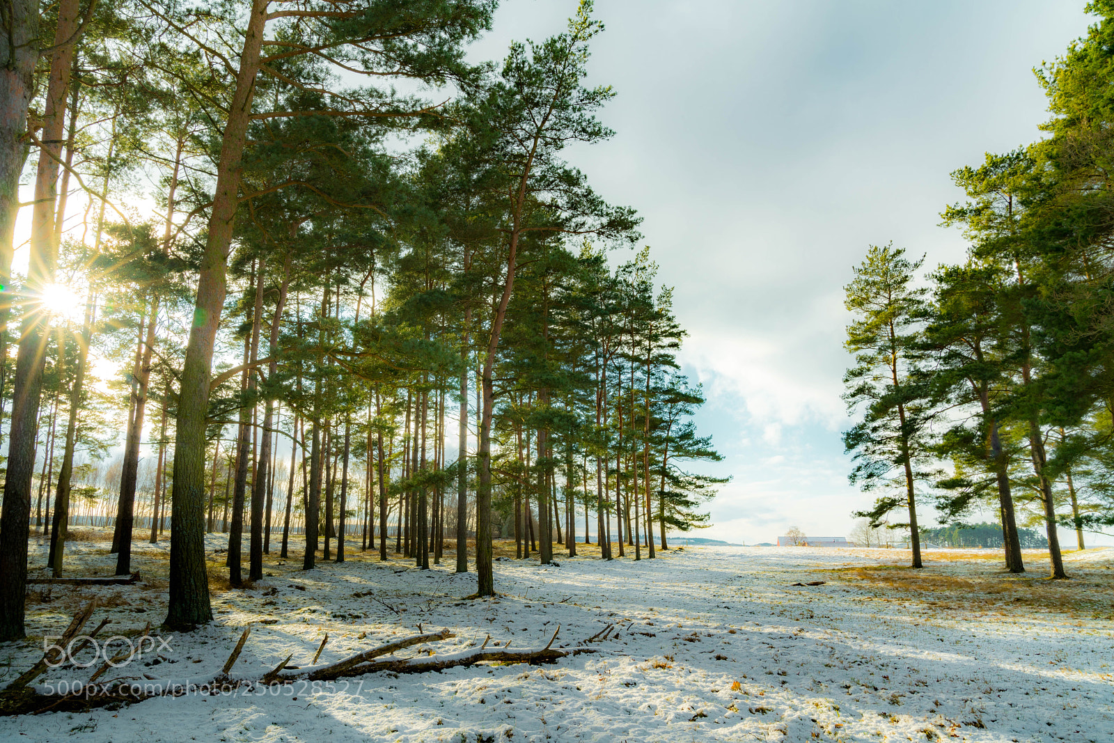 Sony a7R III sample photo. Winter tree photography