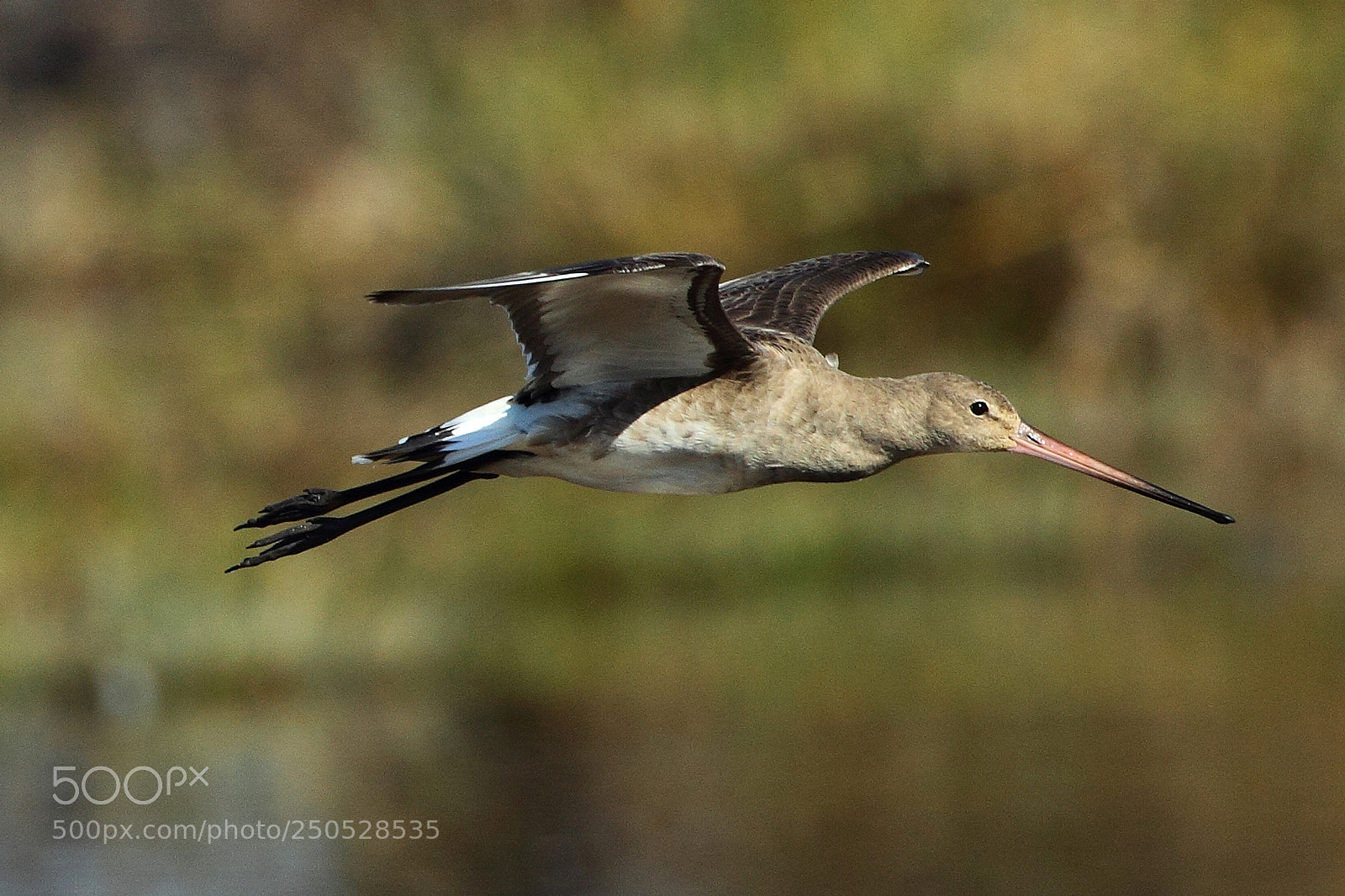 Canon EOS-1D Mark IV sample photo. 112.jpg photography