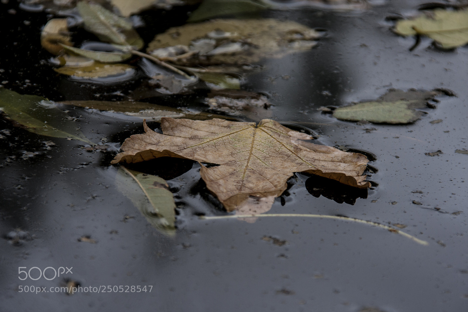 Canon EOS 40D sample photo. Leaf in autumn photography