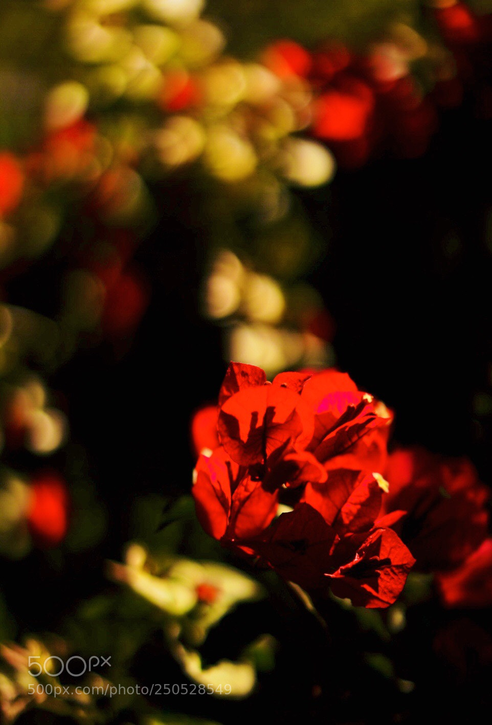 Sony a7 II sample photo. Muy rojo photography