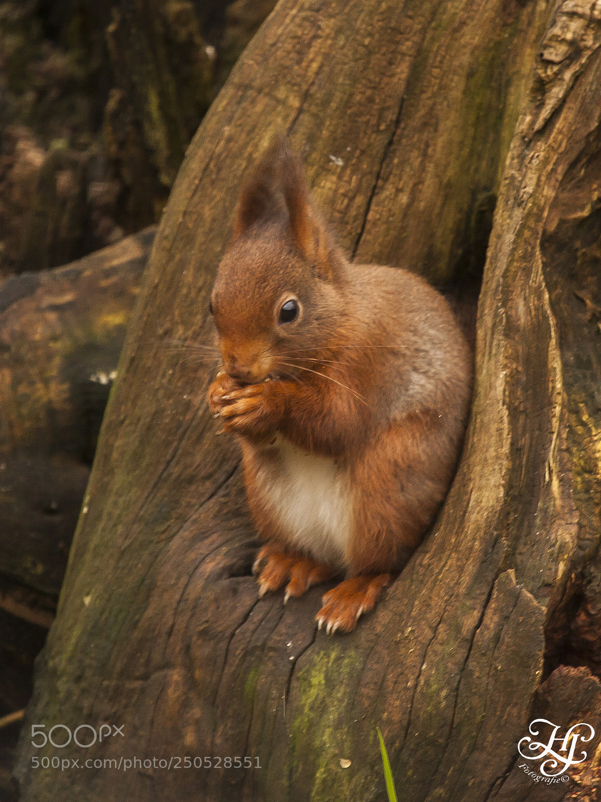 Canon EOS 5D Mark II sample photo. Squirrel photography