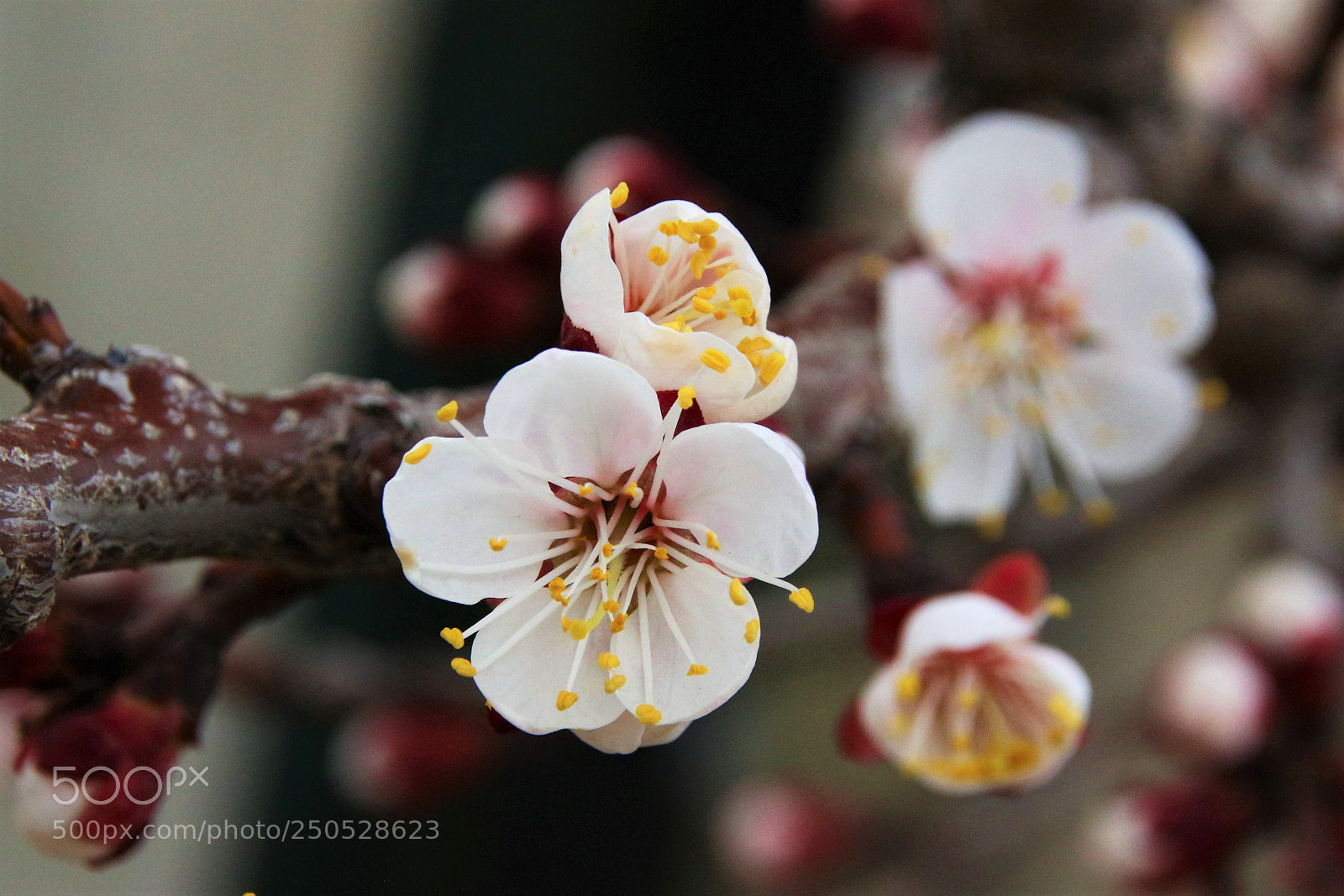 Canon EOS 100D (EOS Rebel SL1 / EOS Kiss X7) sample photo. Spring beauty................... photography