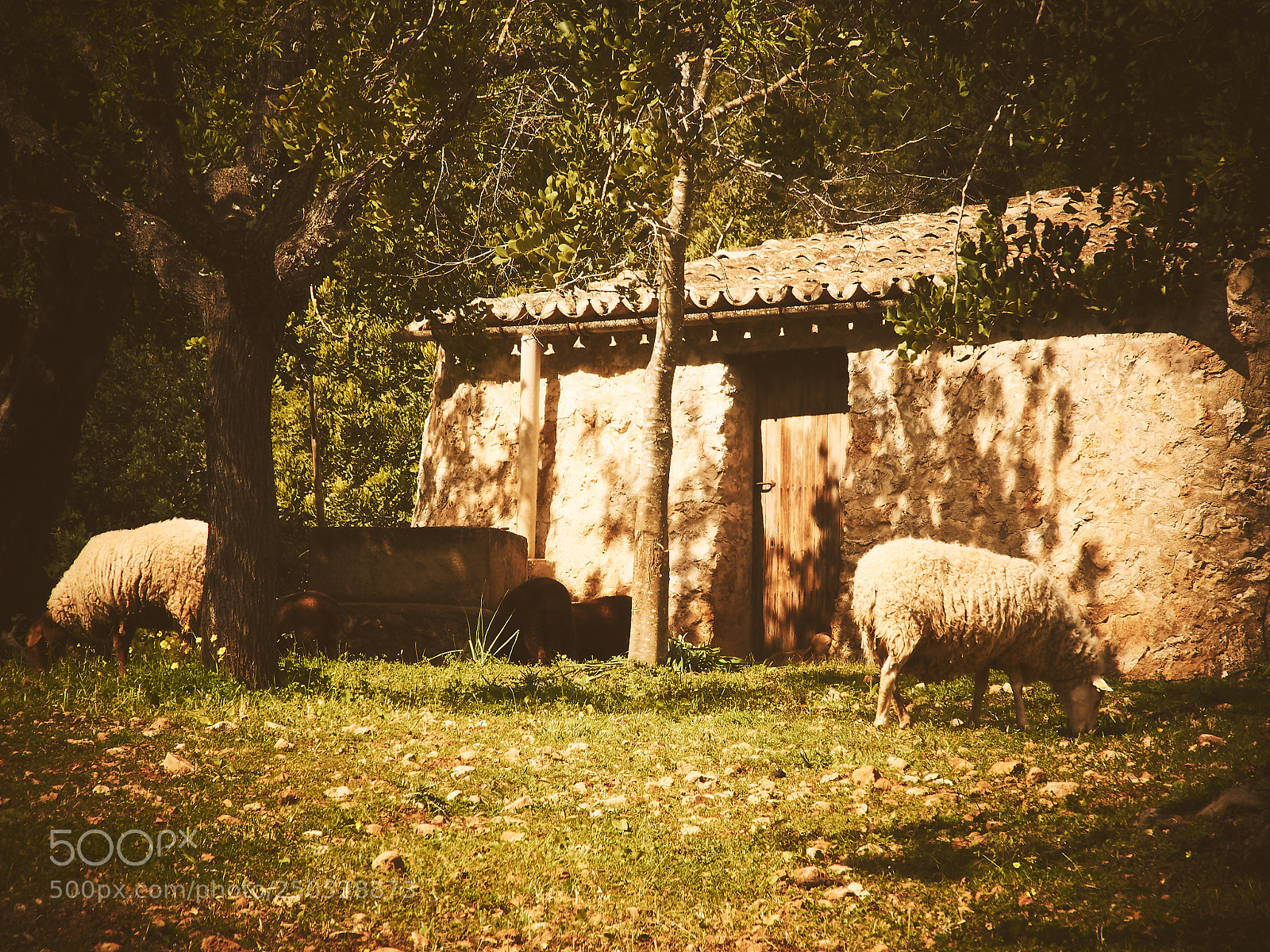 Olympus OM-D E-M5 II sample photo. Opposite sheeps photography