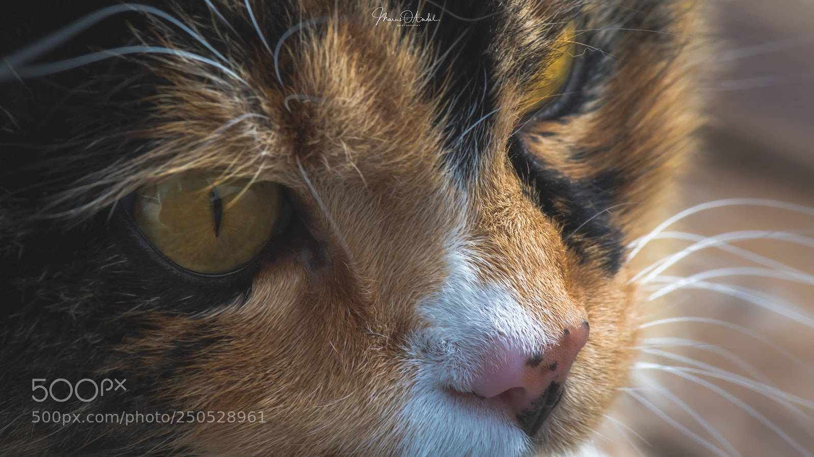 Nikon D850 sample photo. Stare of curiosity photography
