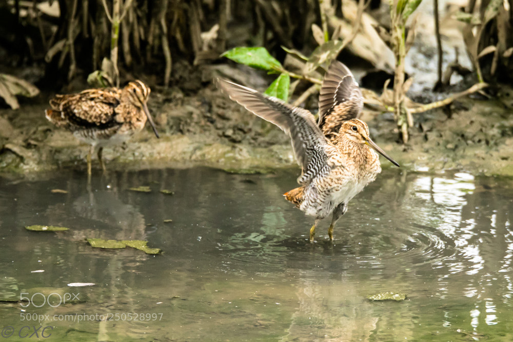 Canon EOS 5D Mark IV sample photo. Birds - 4 photography