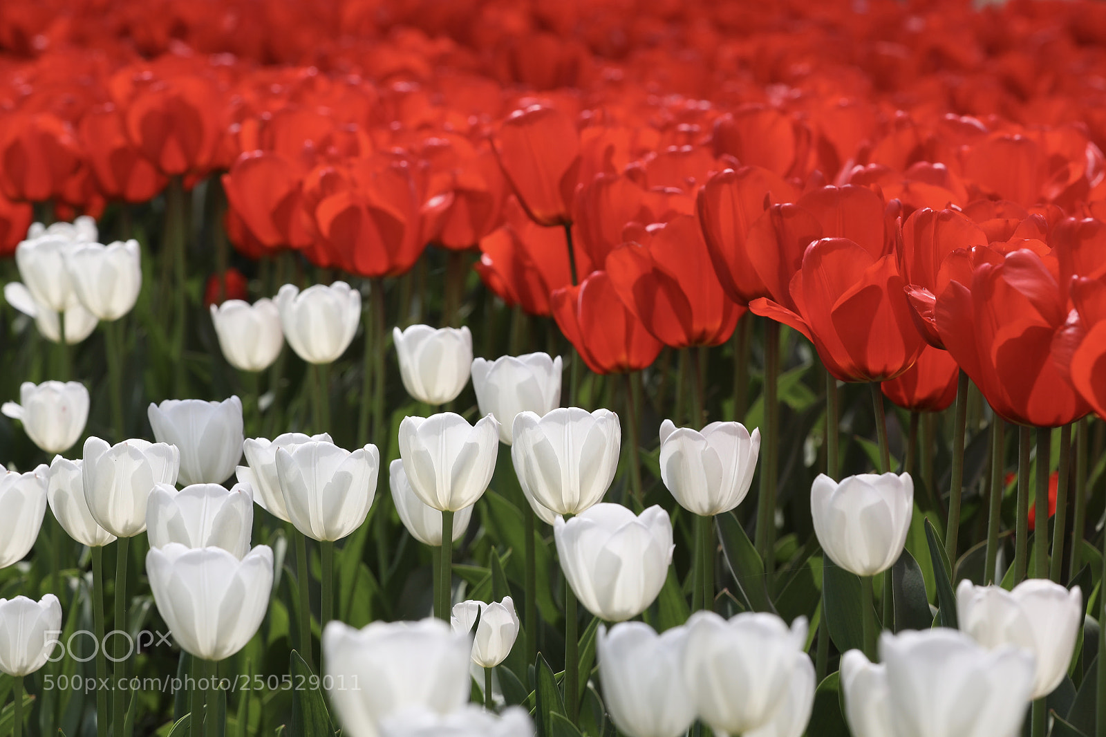 Canon EOS 5D Mark IV sample photo. 郁金香 photography