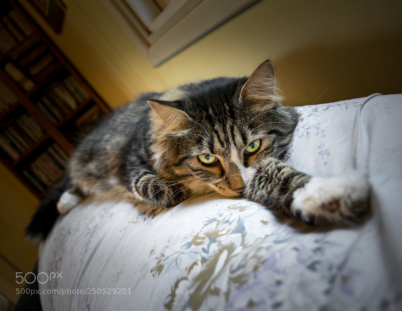 Nikon D5300 sample photo. Evil fifi!! photography