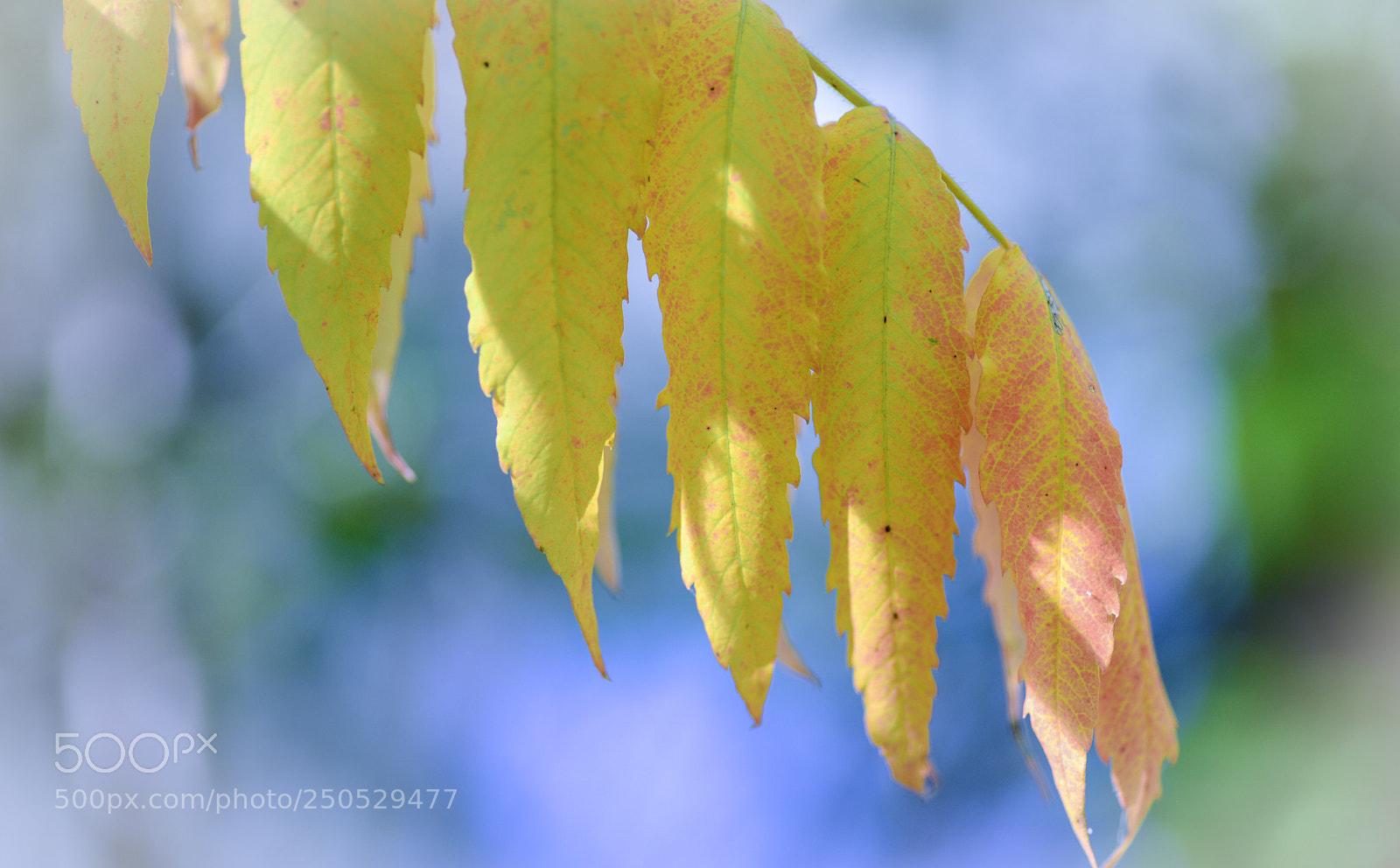 Nikon D600 sample photo. October leaves  photography