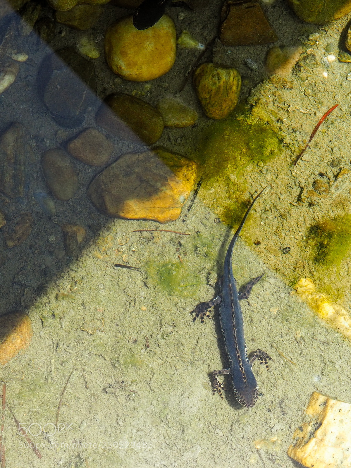 Olympus OM-D E-M1 Mark II sample photo. Alpine newt / bergmolch photography