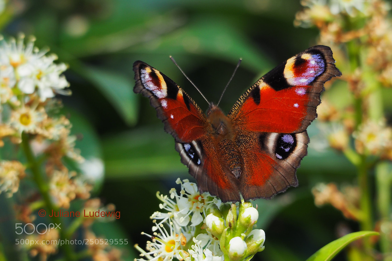 Olympus OM-D E-M10 II sample photo. Tagpfauenauge photography