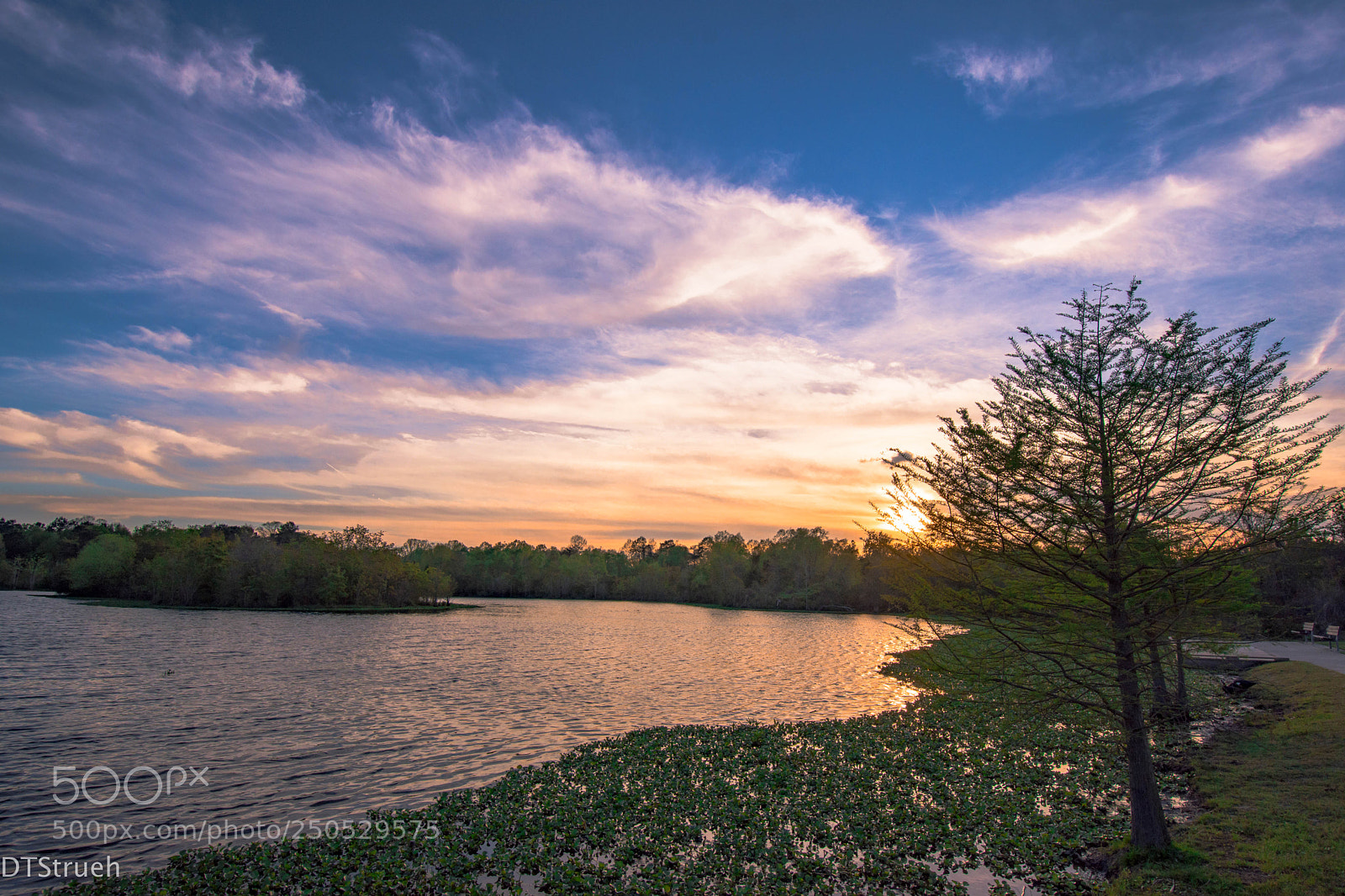 Nikon D7200 sample photo. Sun trees and water photography
