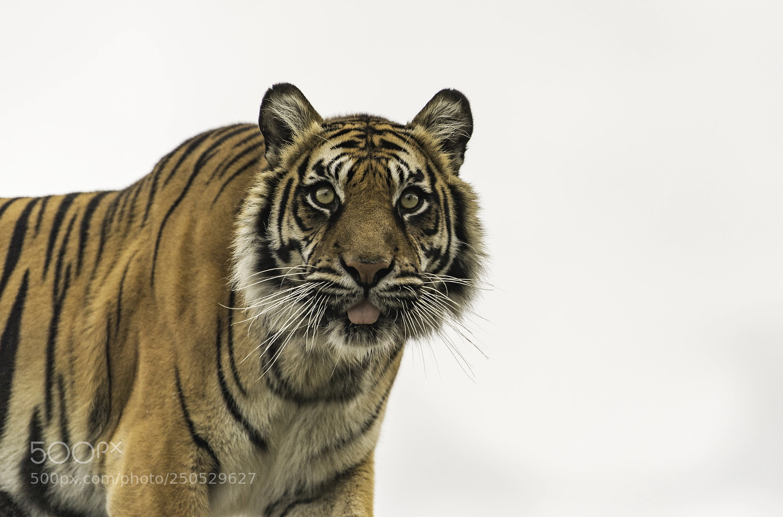 Nikon D5 sample photo. Tiger photography