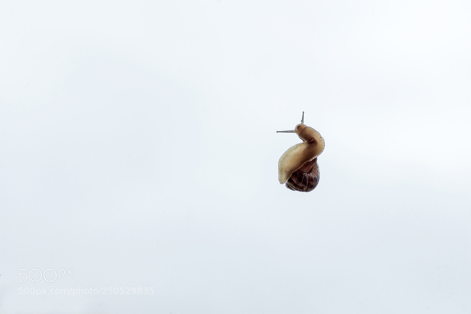 Nikon D810 sample photo. Snail in the sky photography